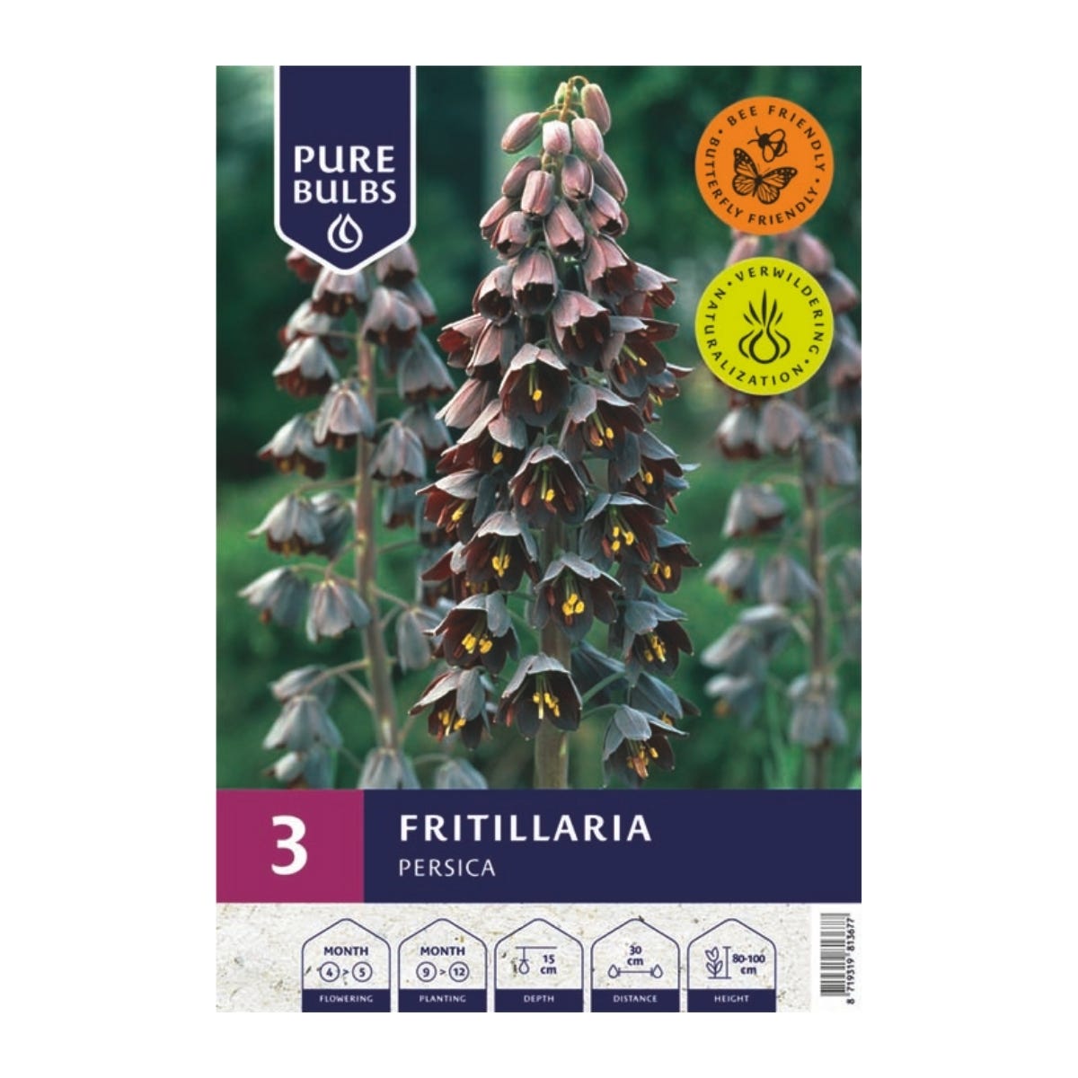 Pure Bulbs Bloembollen Kivietsbloem (Fritillaria 'Persica') 3 stuks