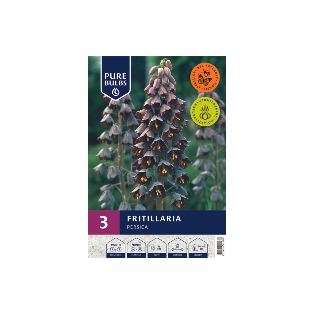 Pure Bulbs Fritillaria Persica 3 bollen