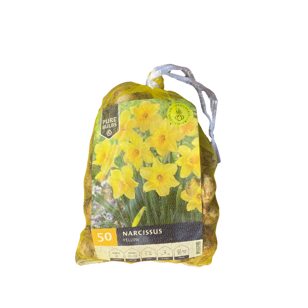 Pure Bulbs Bloembollen Narcis (Narcissus 'Yellow') 50 stuks