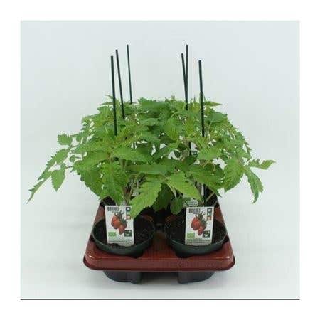 San Marzano Geënte (Lycopersicon esculentum) BIO