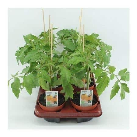 Gele tomaat (Lycopersicon esculentum) BIO 12 cm pot