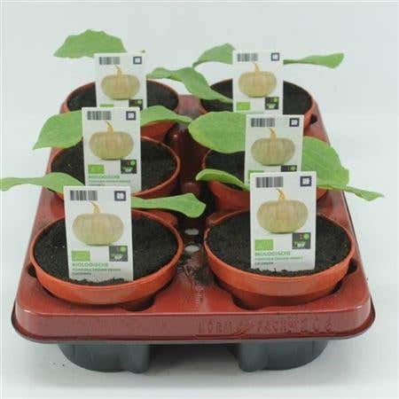 Pompoen, Crown Prince (Cucurbita pepo) BIO