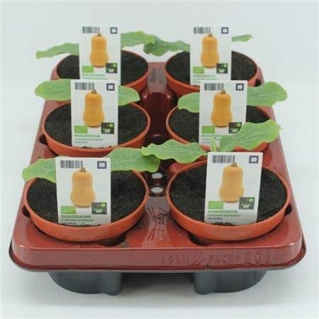 Pompoen, Butternut (Cucurbita maxima) BIO