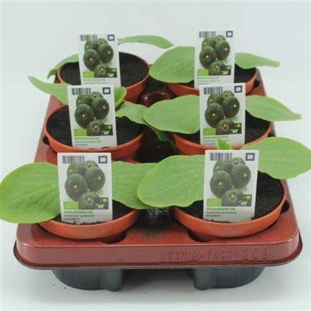 Pompoen, Kabocha BIO