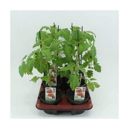 Mini pruimtomaat Geënt (Lycopersicon esculentum) BIO