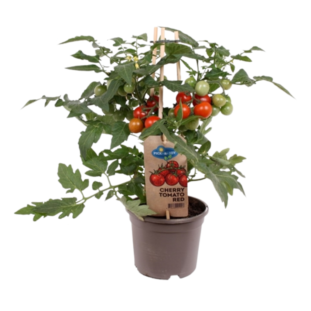 Pluk cherry tomaat rood (Solanum lycopersicum) H 40 ø 14 cm