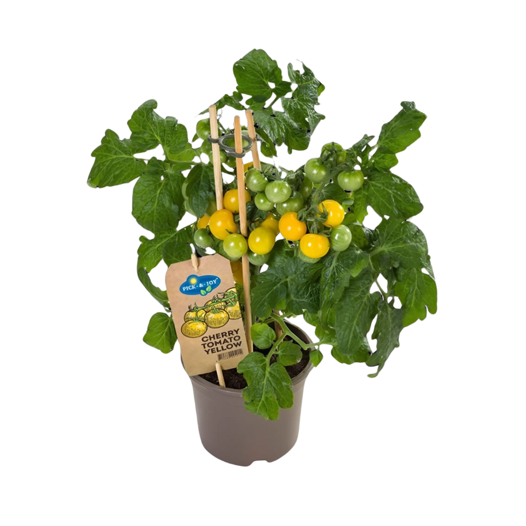 Pluk cherry tomaat geel (Solanum Cherry) H 40 ø 14 cm