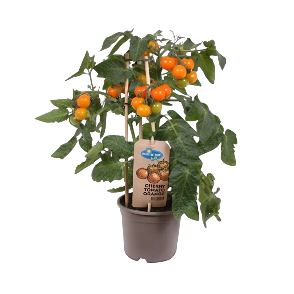 Pluk cherry tomaat oranje (Solanum Cherry) H 40 ø 14 cm
