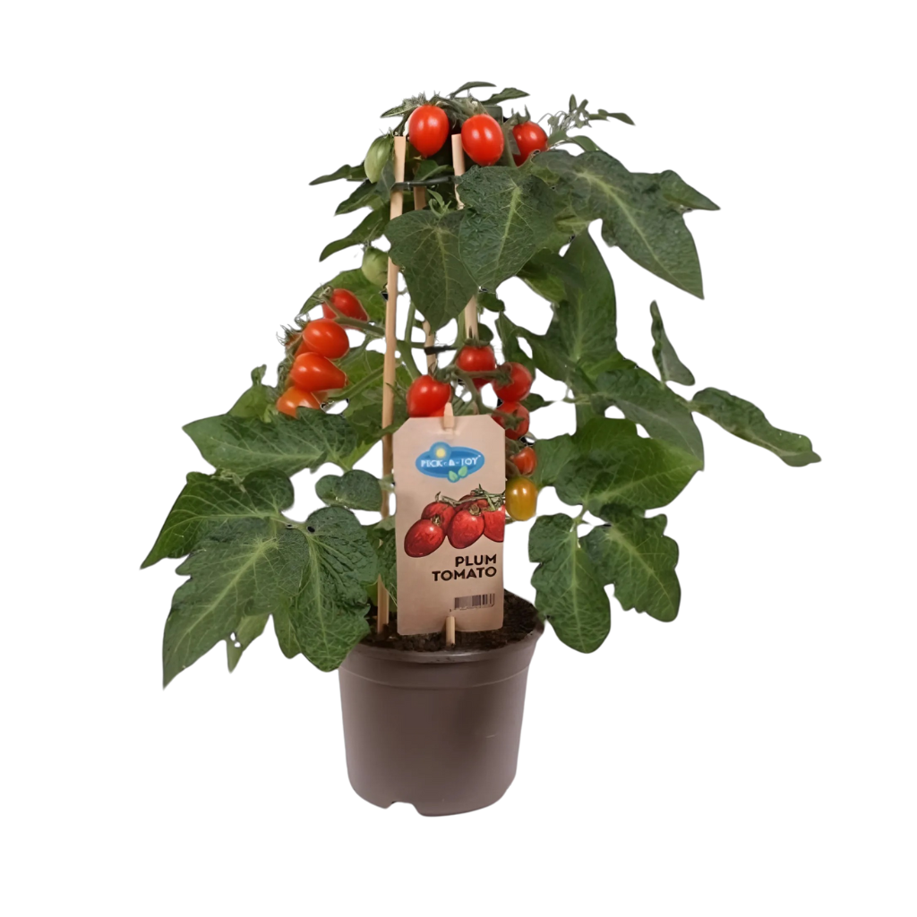 Pruimtomaatje rood (Solanum Plum) H 40 ø 14 cm