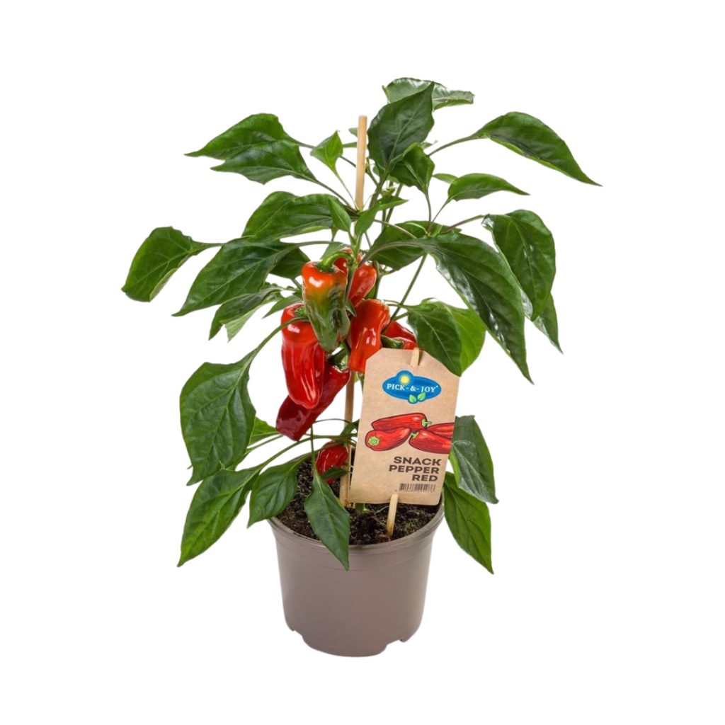 Plukpaprika mini rood (Capsicum Anuum) H 40 ø 14 cm