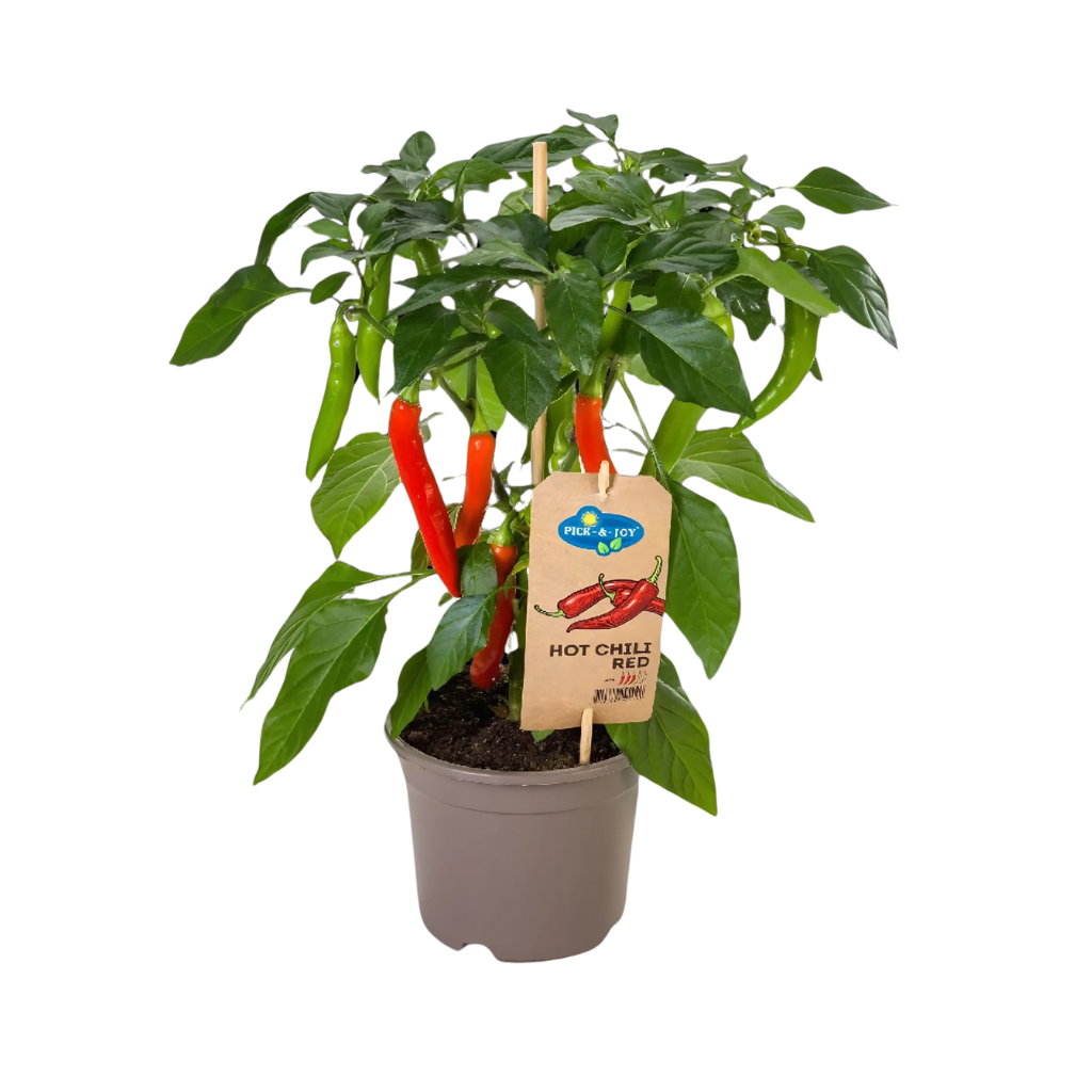 Plukpeper rood hot (Capsicum Anuum) H 40 ø 14 cm