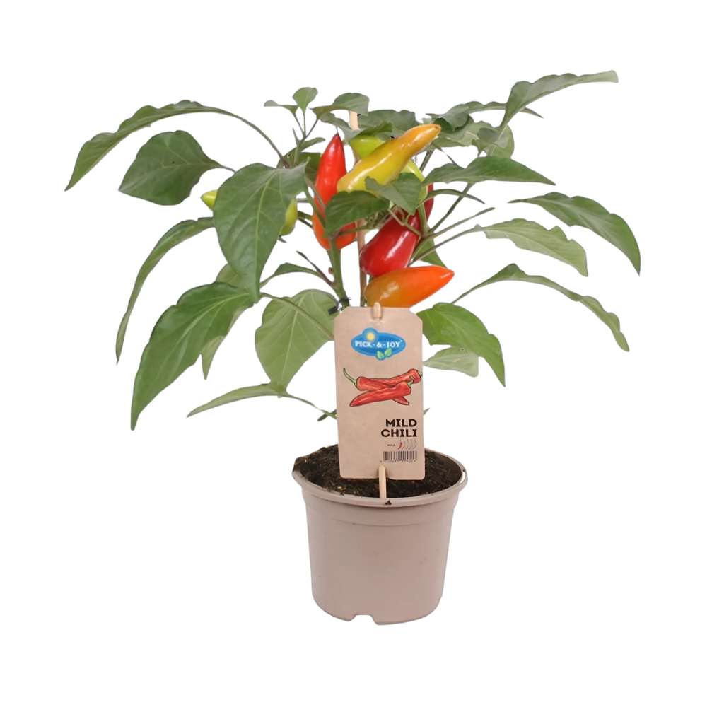 Plukpeper mild (Capsicum Anuum) H 40 ø 14 cm