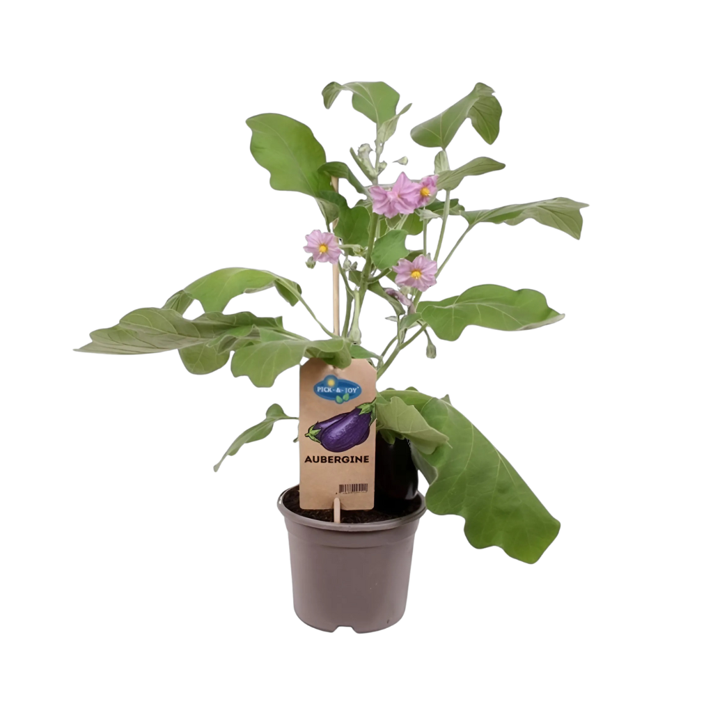 Pluk Augergine (Solanum melongena) H 50 ø 14 cm