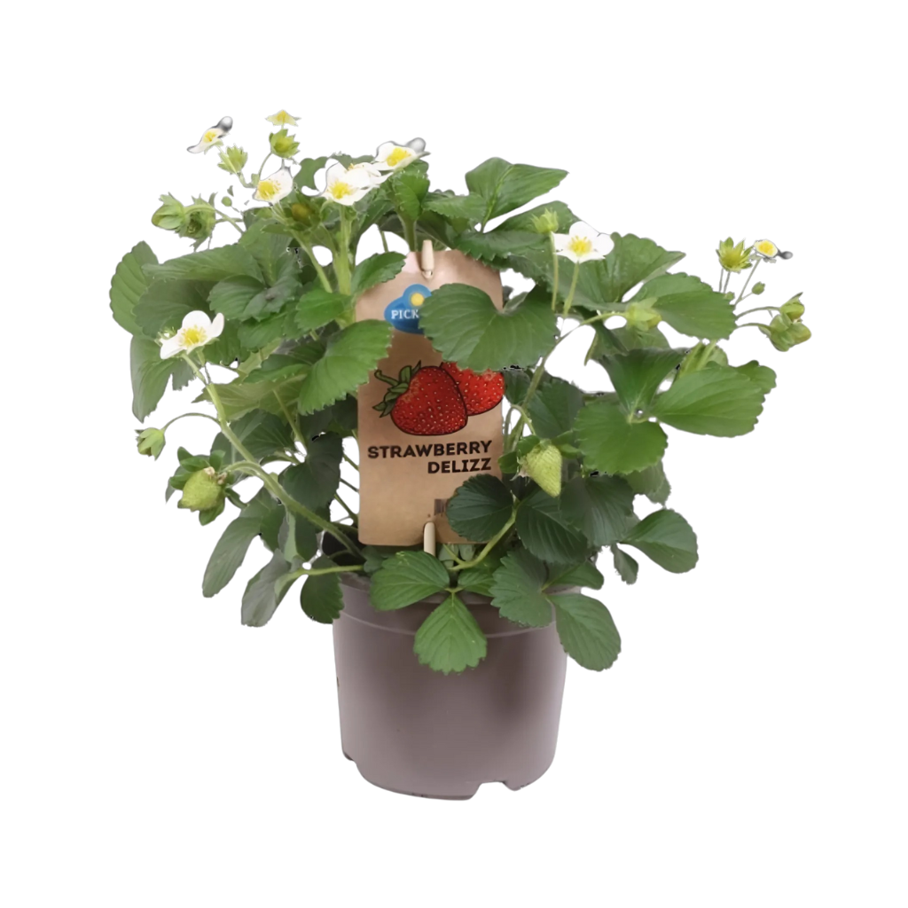 Aardbei (Frageria Summer Breeze roze) H 35 ø 14 cm