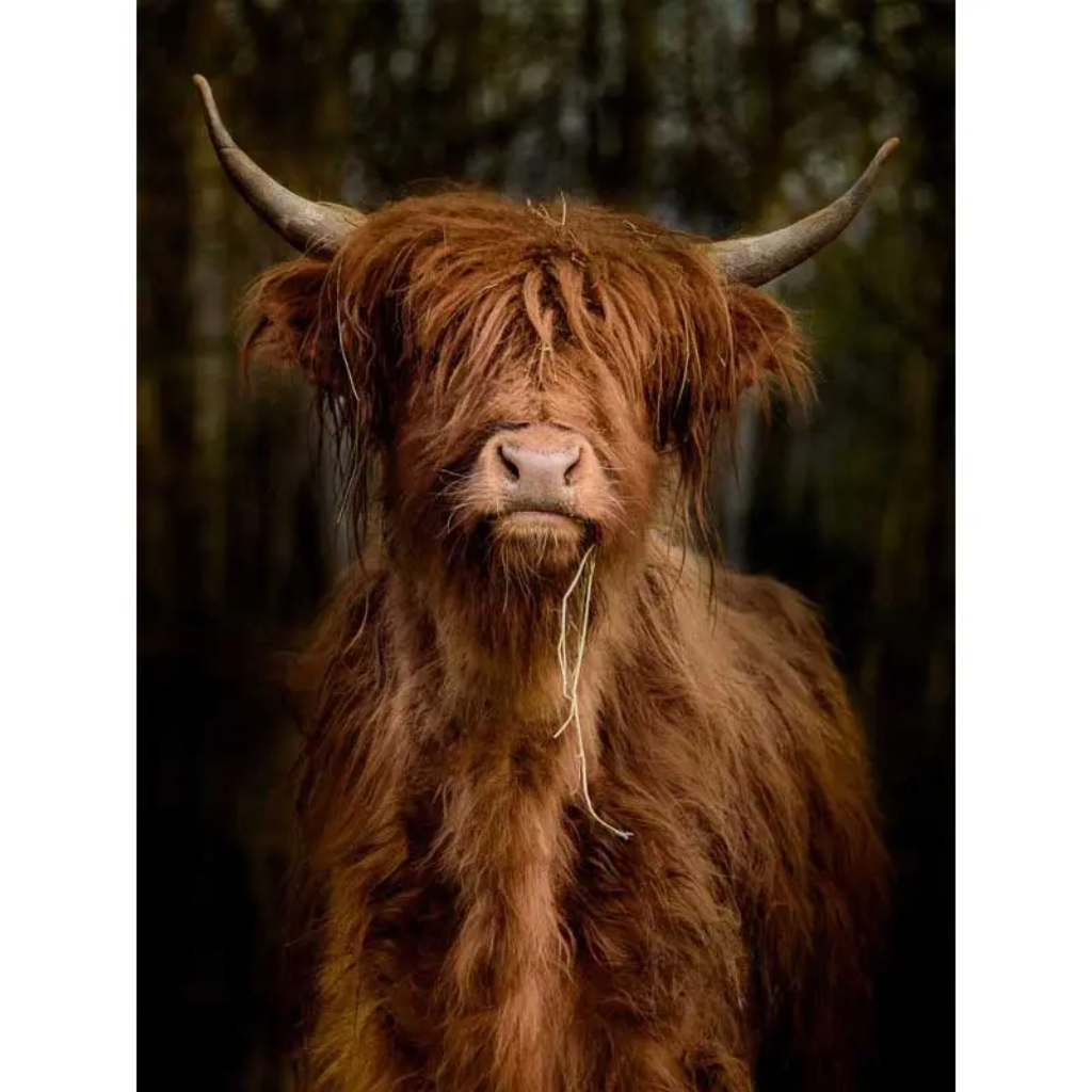 Tuinposter Longhorn Staand 60 x 80 cm