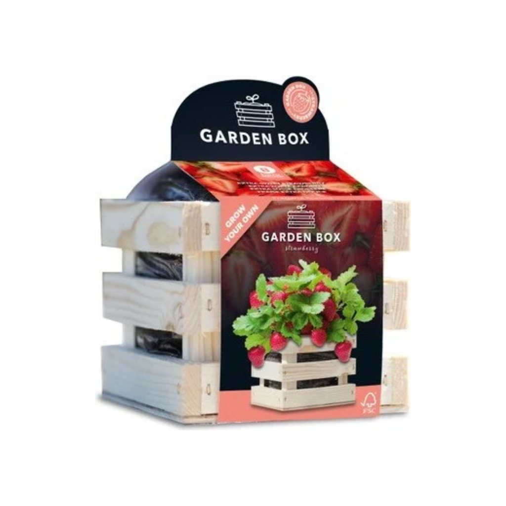 Gardenbox kweekset Aardbei zoet 12 x 11 x 10 cm