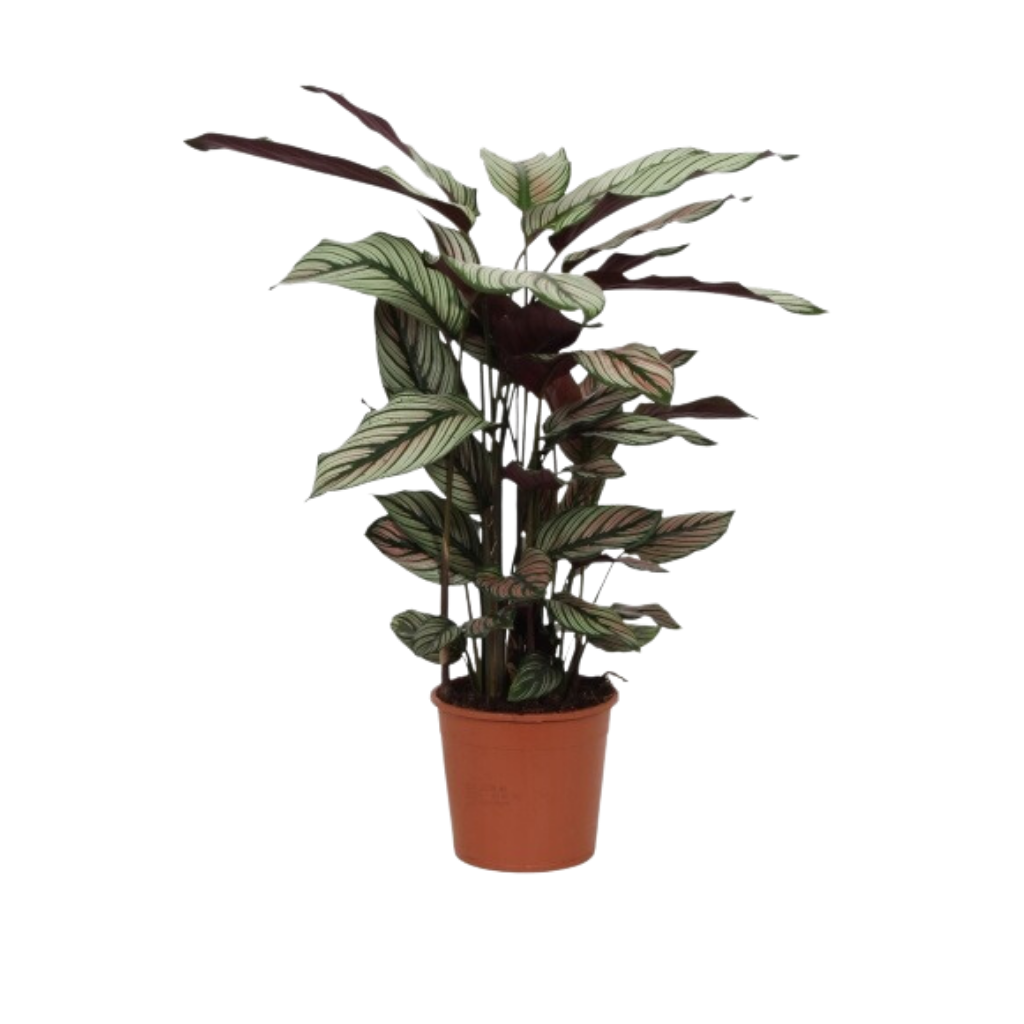 Pauwenplant (Calathea) H 75 ø 19 cm