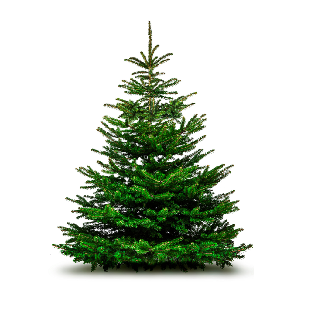 Kerstboom Abies Fraseri gezaagd 200-225 cm