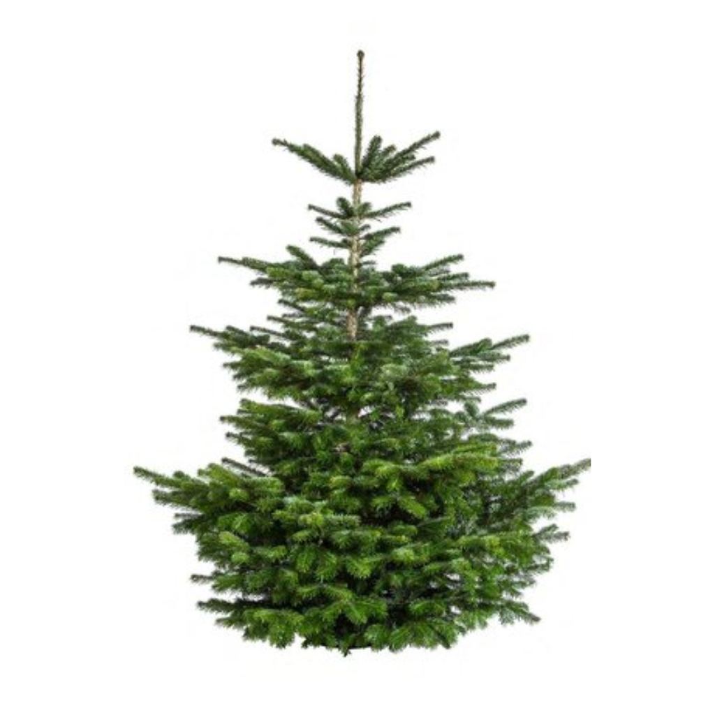 Kerstboom Nordmann gezaagd 700++ cm