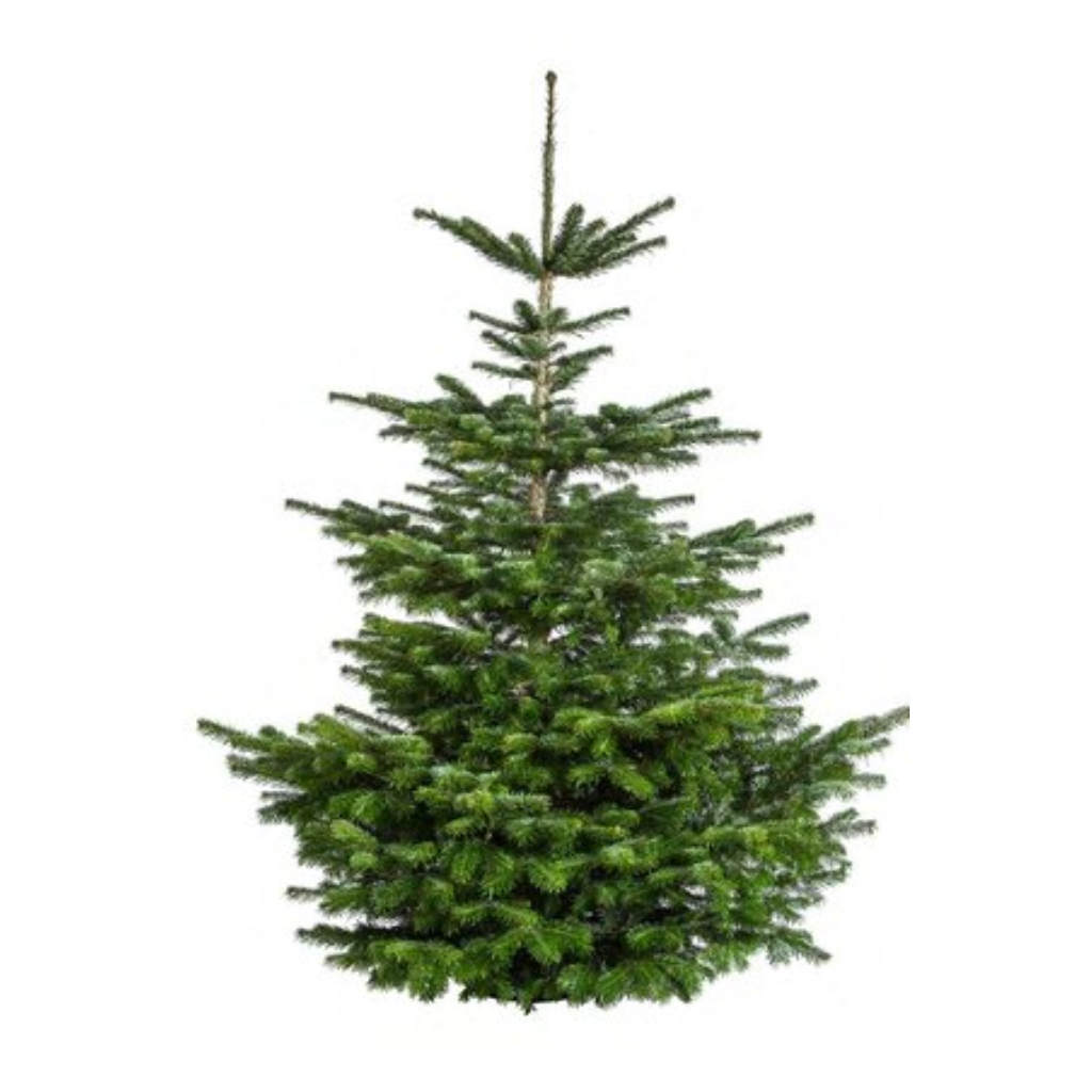 Kerstboom Nordmann gezaagd 800++ cm