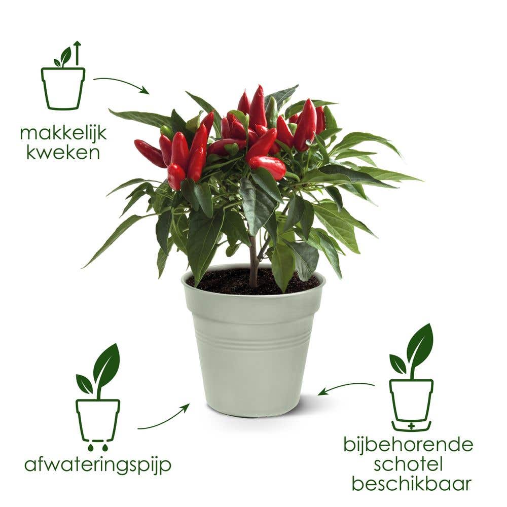Elho Green Basics Kweekpot 15cm Blad Groen
