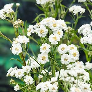 Sneeuwbal plantje (Achillia ptarmica) Potmaat 9