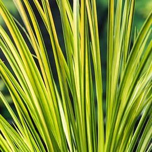 Mini bonte kalmoes (Acorus calamus Gramineus) Potmaat 9