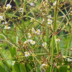 Smalbladige waterweegbree (Alisma lanceolata) Potmaat 18