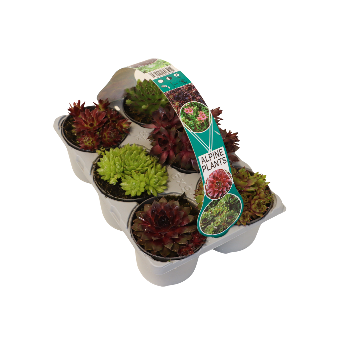 Alpine Plants Sedum Sixpack