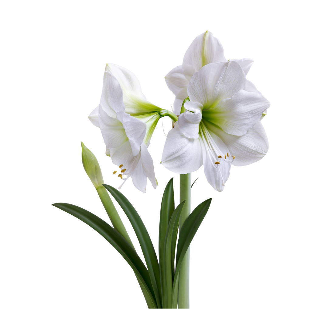 Amaryllis (Hippeastrum) 3 stelen 60 cm
