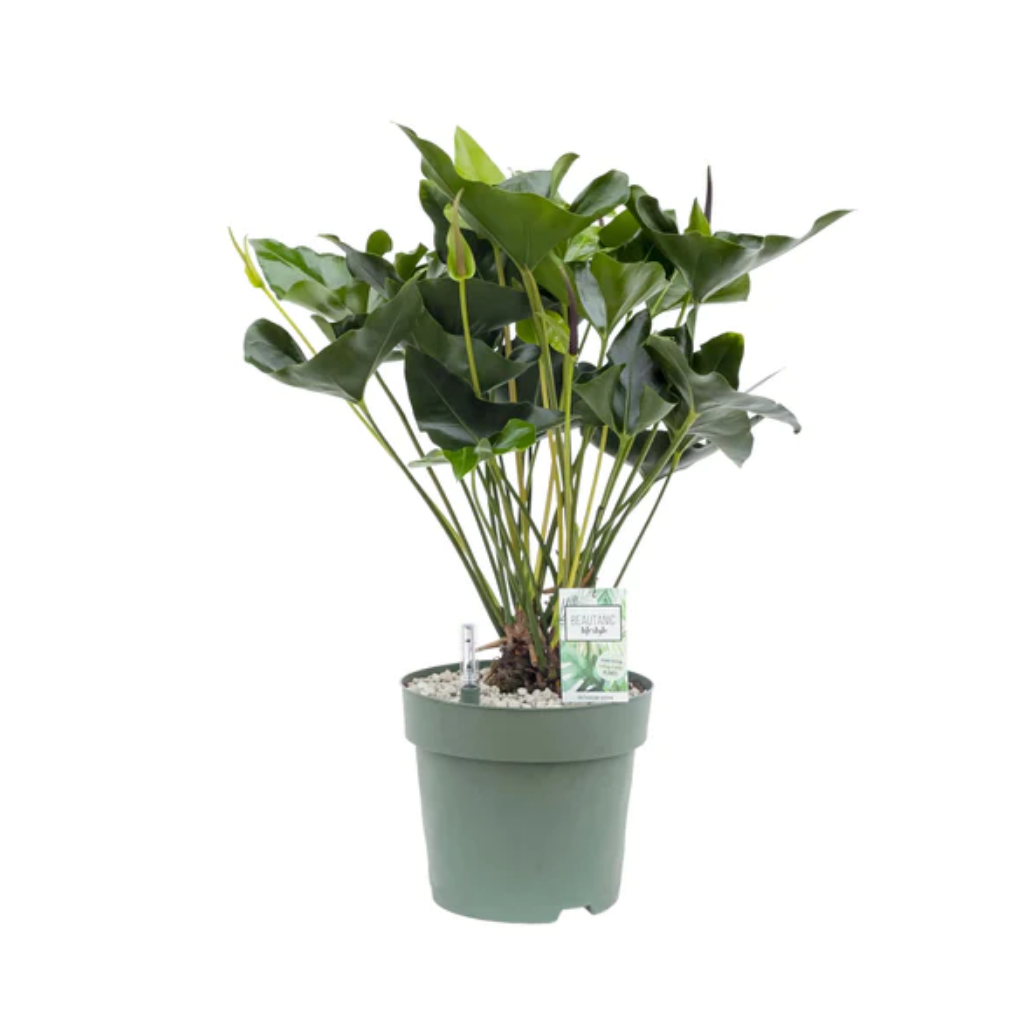 Flamingoplant (Anthurium Arrow) 80 x 30 cm