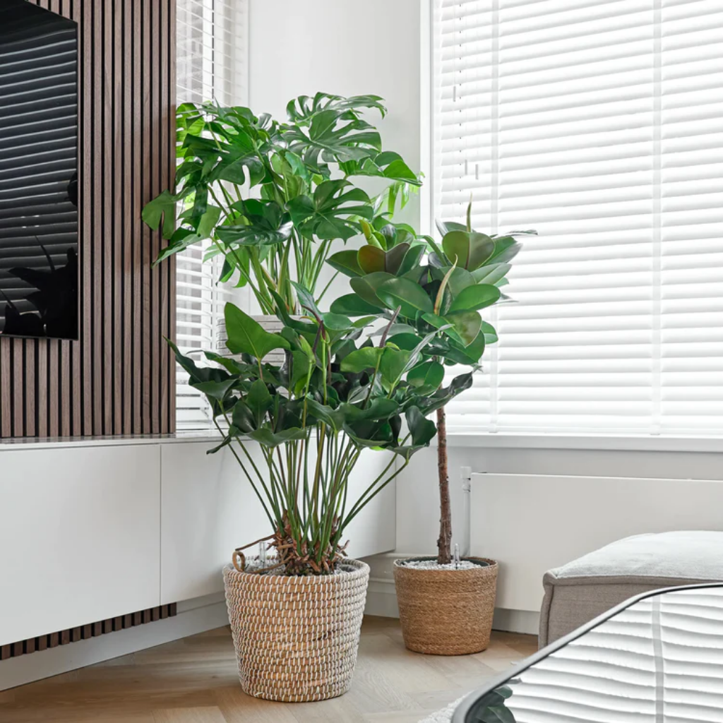 Flamingoplant (Anthurium Arrow) 80 x 30 cm
