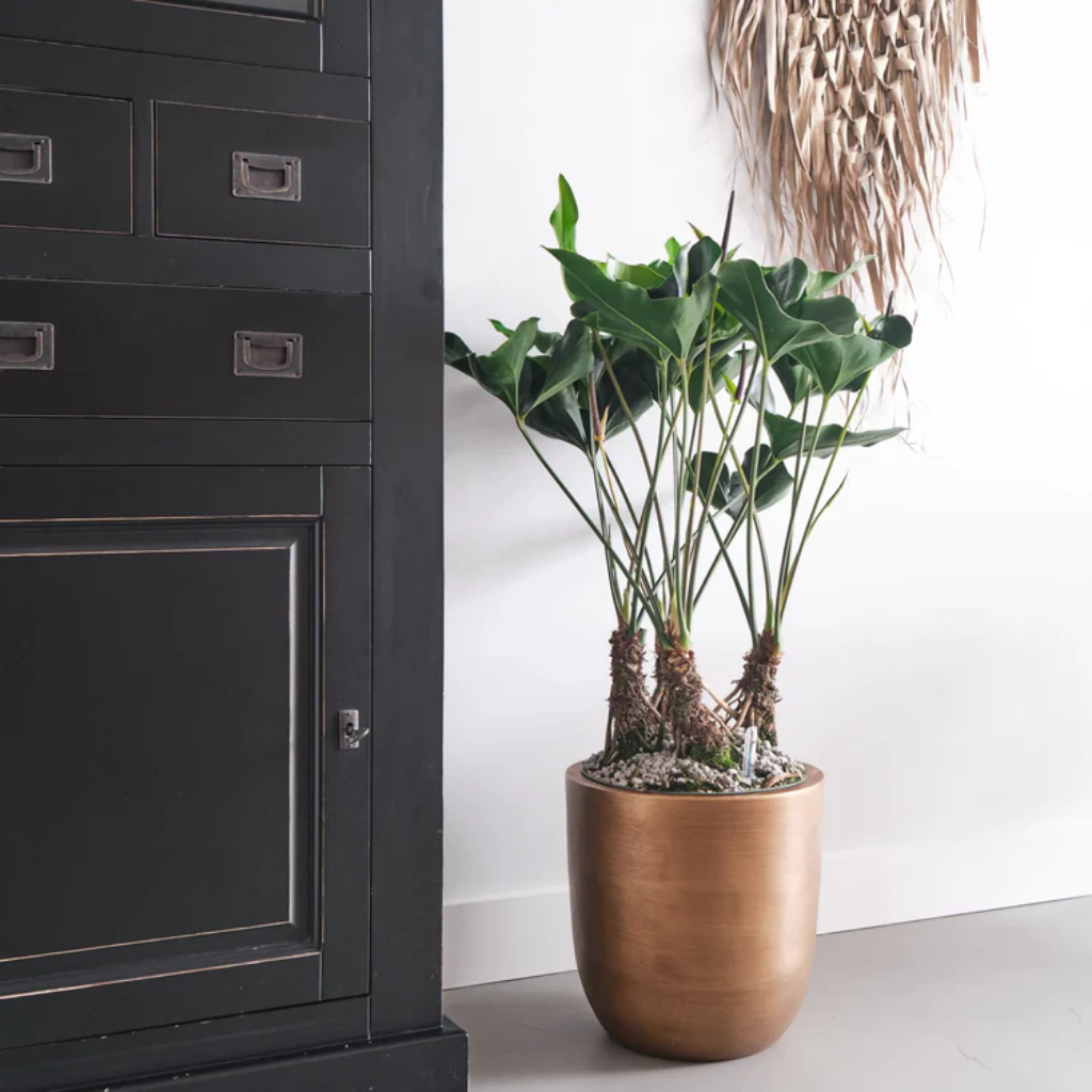 Flamingoplant (Anthurium Arrow) 80 x 30 cm