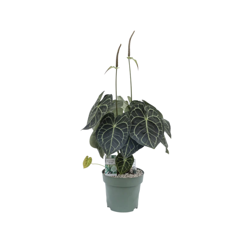 Aderplant (Anthurium Clarinervium) 80 x 30 cm