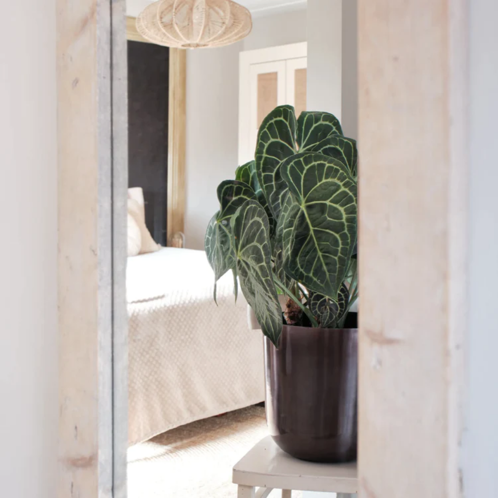 Aderplant (Anthurium Clarinervium) 80 x 24 cm