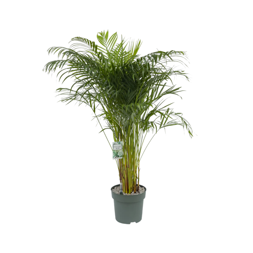 Goudpalm (Areca Dypsis Lutenscens) 150 x 27 cm