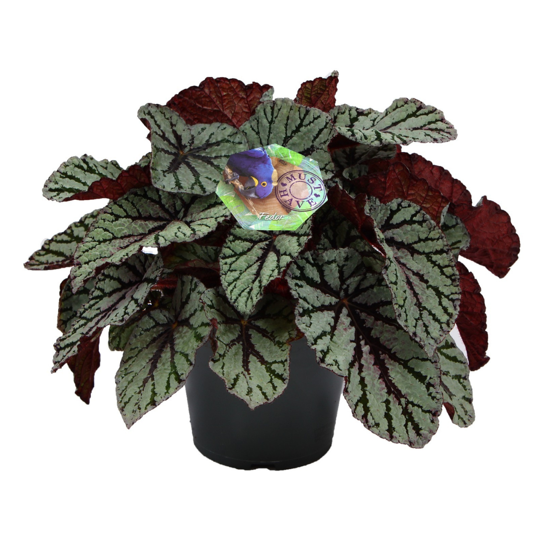 Bladbegonia (Begonia Beleaf) 30 cm