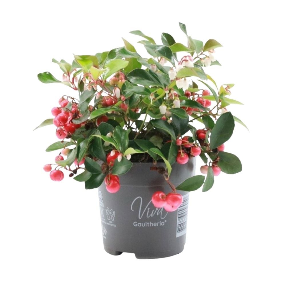 Bergthee (Gaultheria Procumbens) Big Berry 15 cm