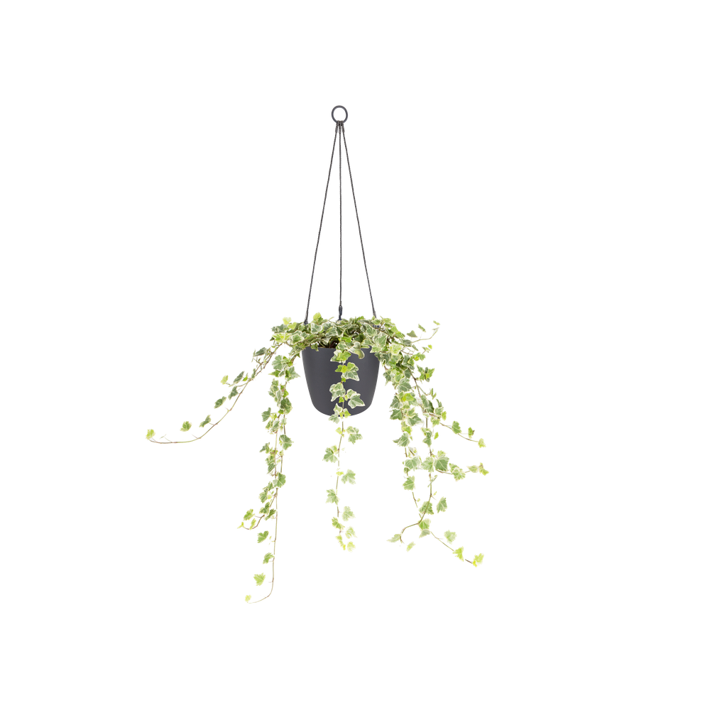 Elho Brussels Hangschaal 18cm Antraciet