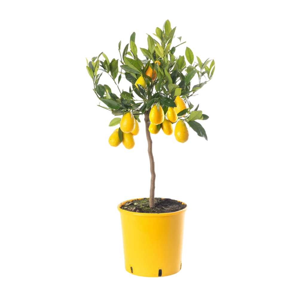 Citroenboompje (Citrus sinensis Limone) H 60 ø 21 cm