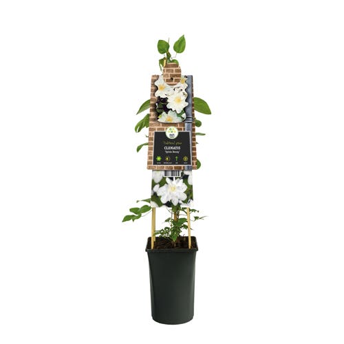 Bosrank (Clematis 'Mikelite') H 75