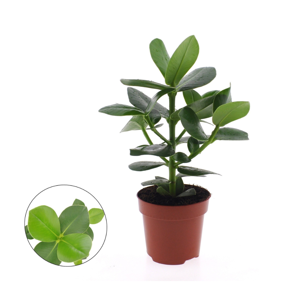 Varkensboom (Clusia Rosea Princess) H 30 ø 17 cm