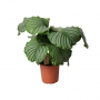 Pauwenplant (Calathea Orbifolia) 60 cm