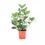 Varkensboom (Clusia Rosea Princess) 65 cm
