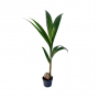 Kokospalm (Cocos Nucifera) 120 cm