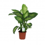 Dief van Badgad (Dieffenbachia Tropic Snow) 90 cm