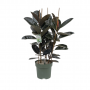 Rubberboom (Ficus Mandela) 120 cm