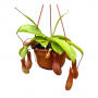 Bekerplant (Alata Monkey Jars Nepenthes) 50 cm