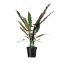Olifantsoor (Alocasia Lauterbachiana) 85 cm