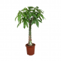 Geldboom (Pachira Aquatica) 150 cm